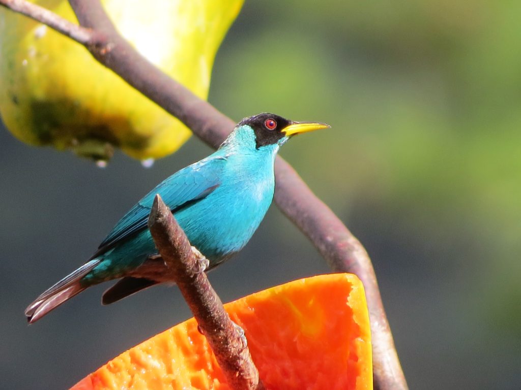 tropical bird