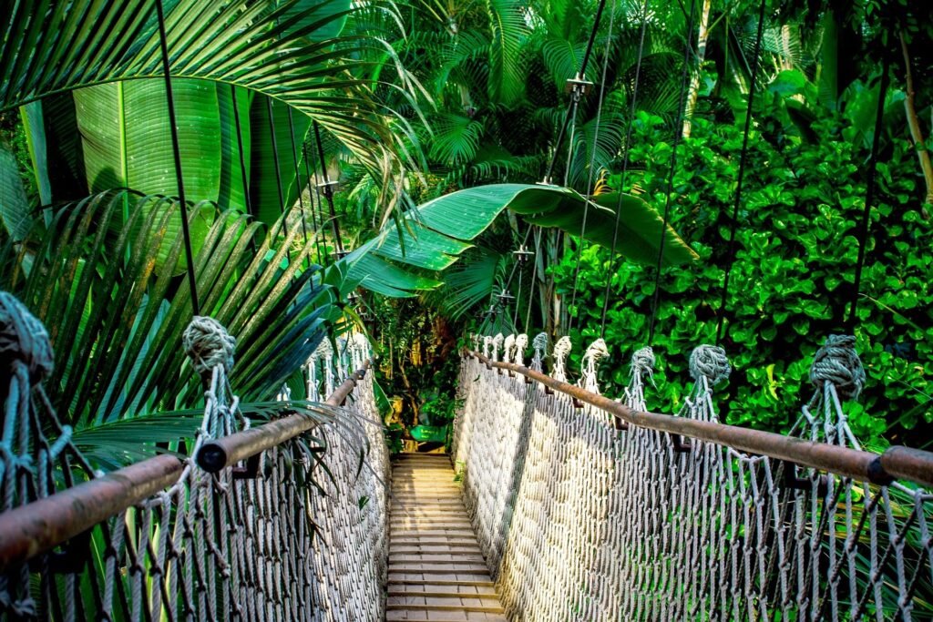 tropical bridge